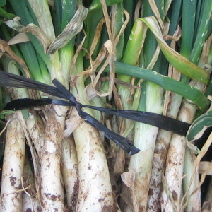 calçots (manat) 25 u