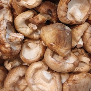 shiitake xiitake