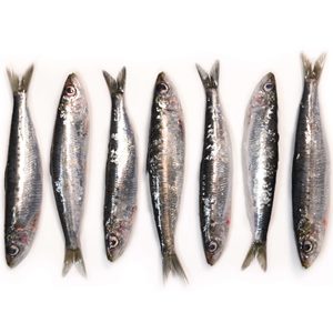 sardina (cap i tripa) 500 g La Platjeta
