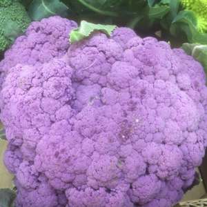 coliflor lila (u)