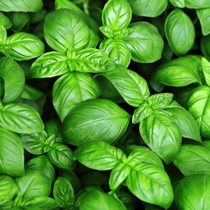 alfàbrega ((manat))