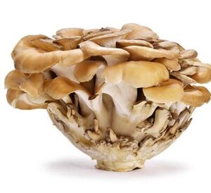 maitake - gírgola de castanyer AG