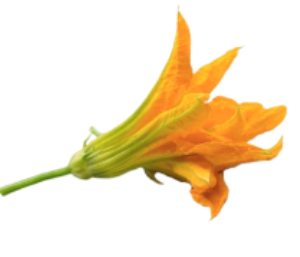 flor de carbassó