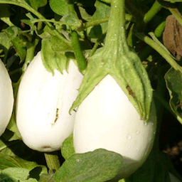 [h002] albergínia blanca