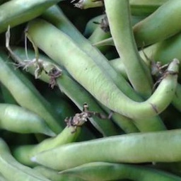 [h046] fava