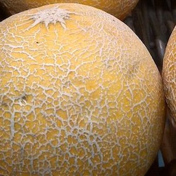 [h063] meló gàlia / cantaloup