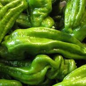 [h082] pebrot verd italià