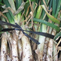 [h083] calçots (manat) 25 u