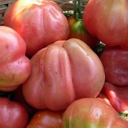 [h121] tomàquet rosa ple