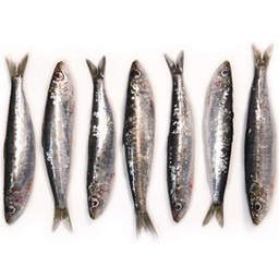 [1238] sardina (cap i tripa) 500 g La Platjeta