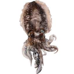 [1505] sípia neta 500 g  La Platjeta